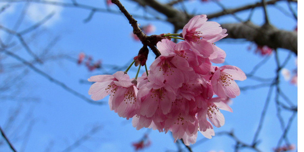 Le meraviglie del Giappone