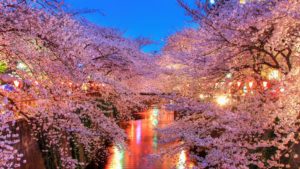 Sakura - Hanami