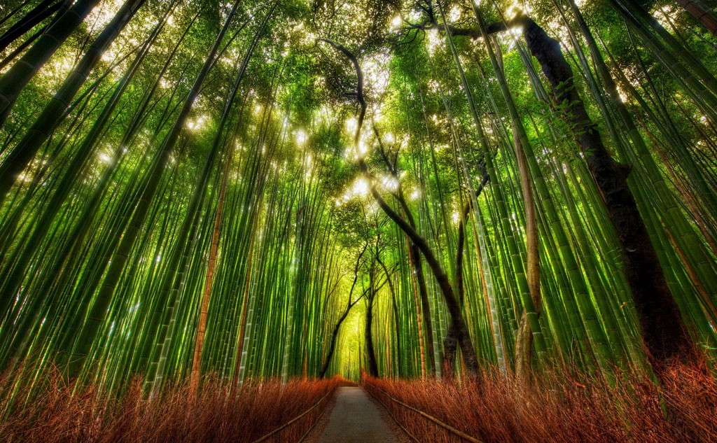 Arashiyama, la foresta di bambù a due passi da Kyoto