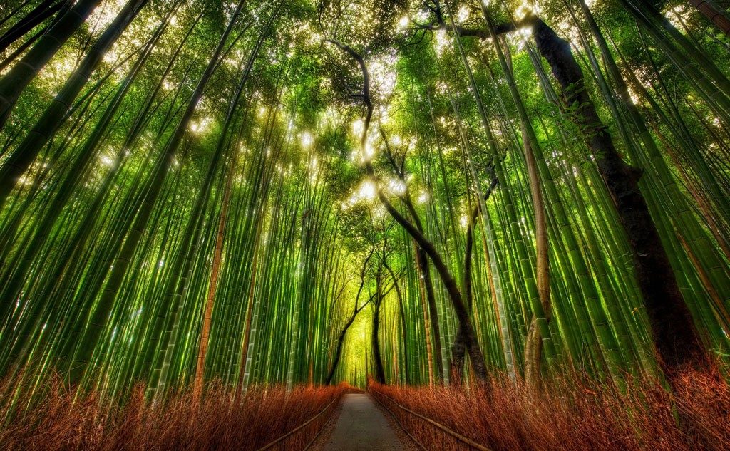 arashiyama