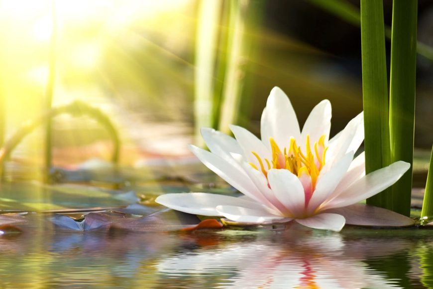Fiore di loto