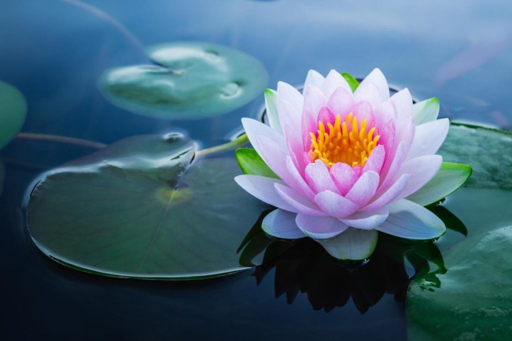 Fiore di loto