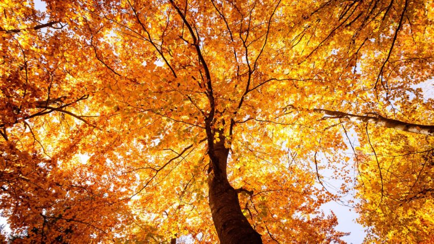 Foliage in Italia