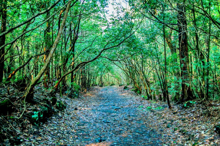 La foresta dei suicidi