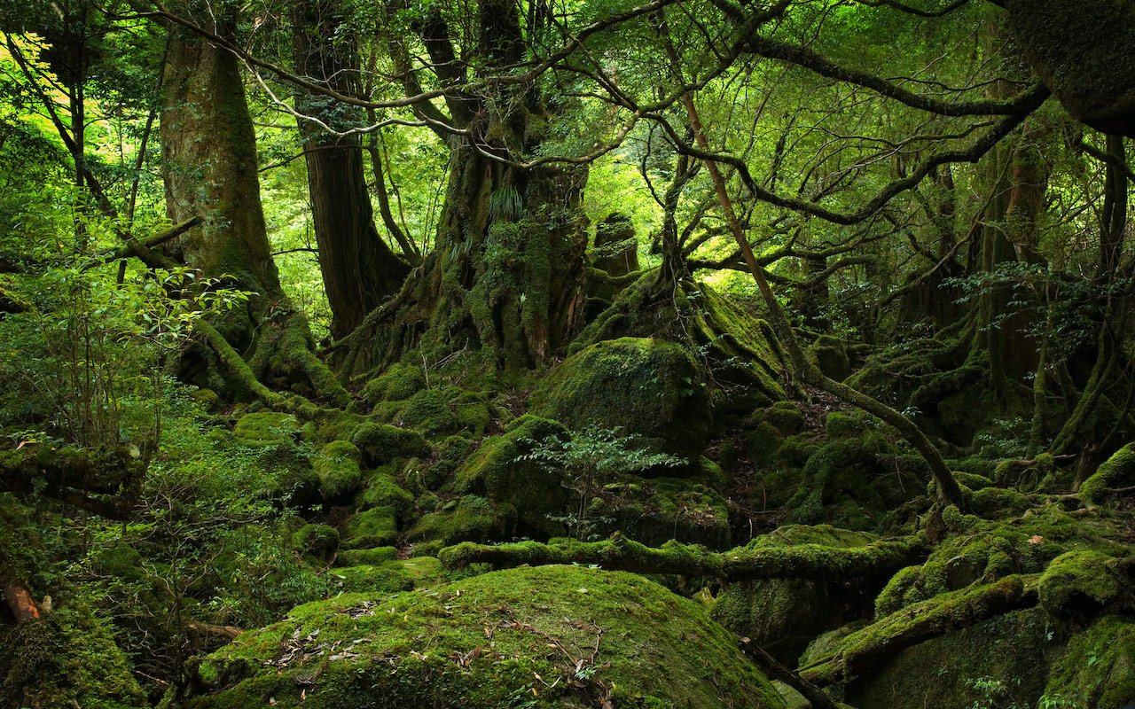 Benvenuti ad Aokigahara, la foresta dei suicidi