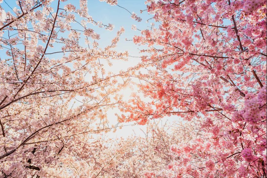 Hanami senza uscire di casa