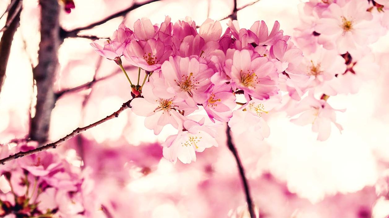 Tokyo a Mezzanotte – Mia Another