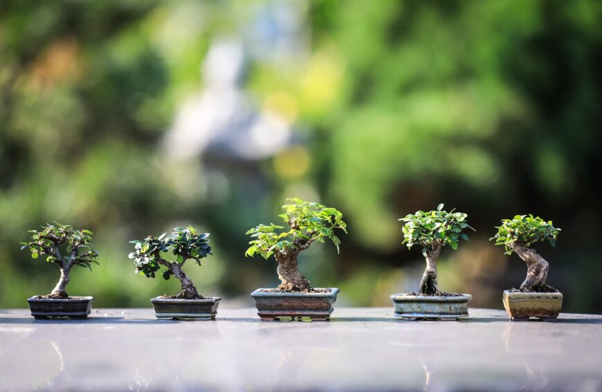 Essere Bonsai