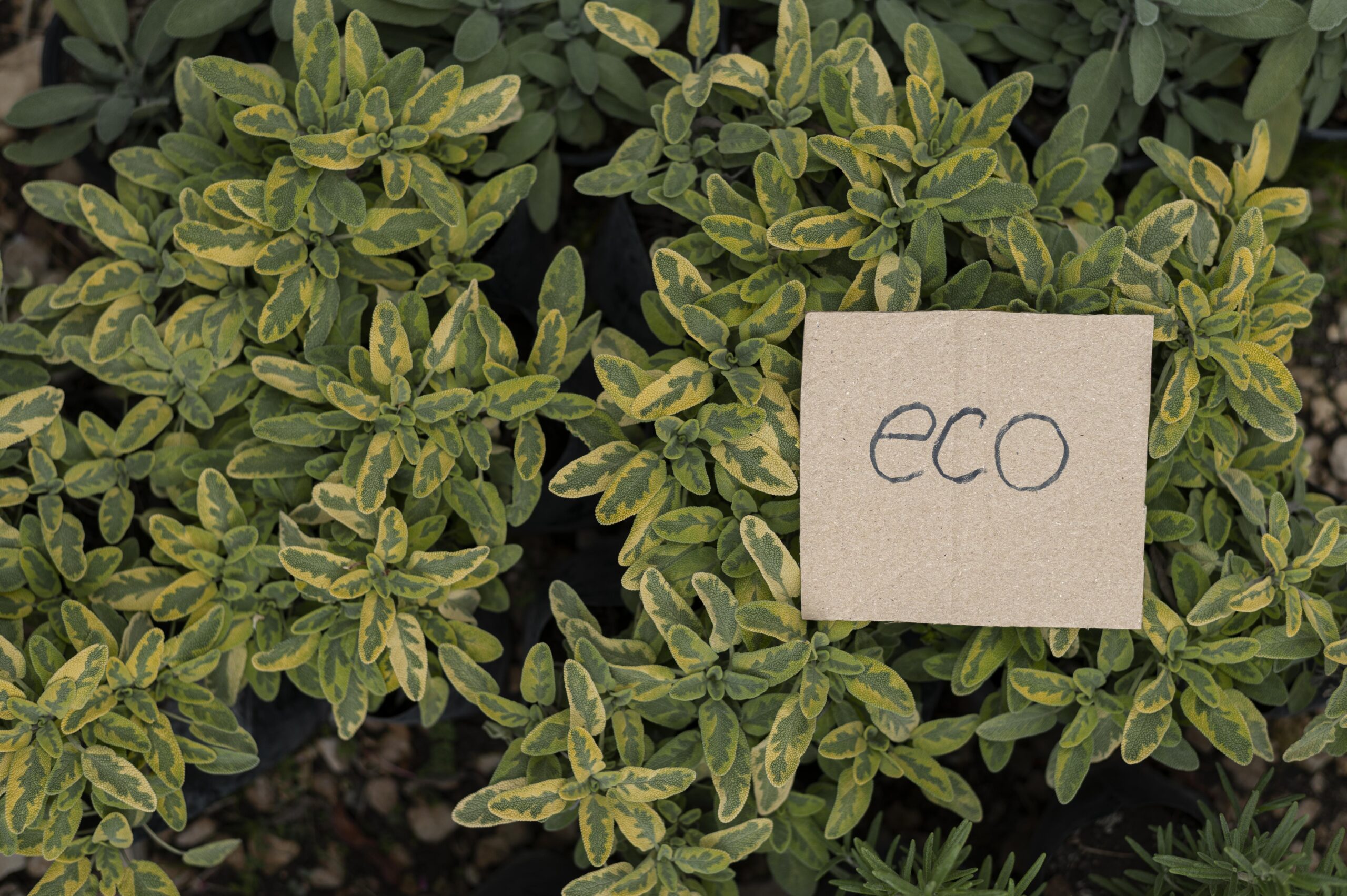 sustainable brands